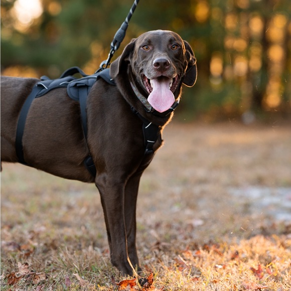 Hello! My name is Bonnie😊 - Picture 4 of 5